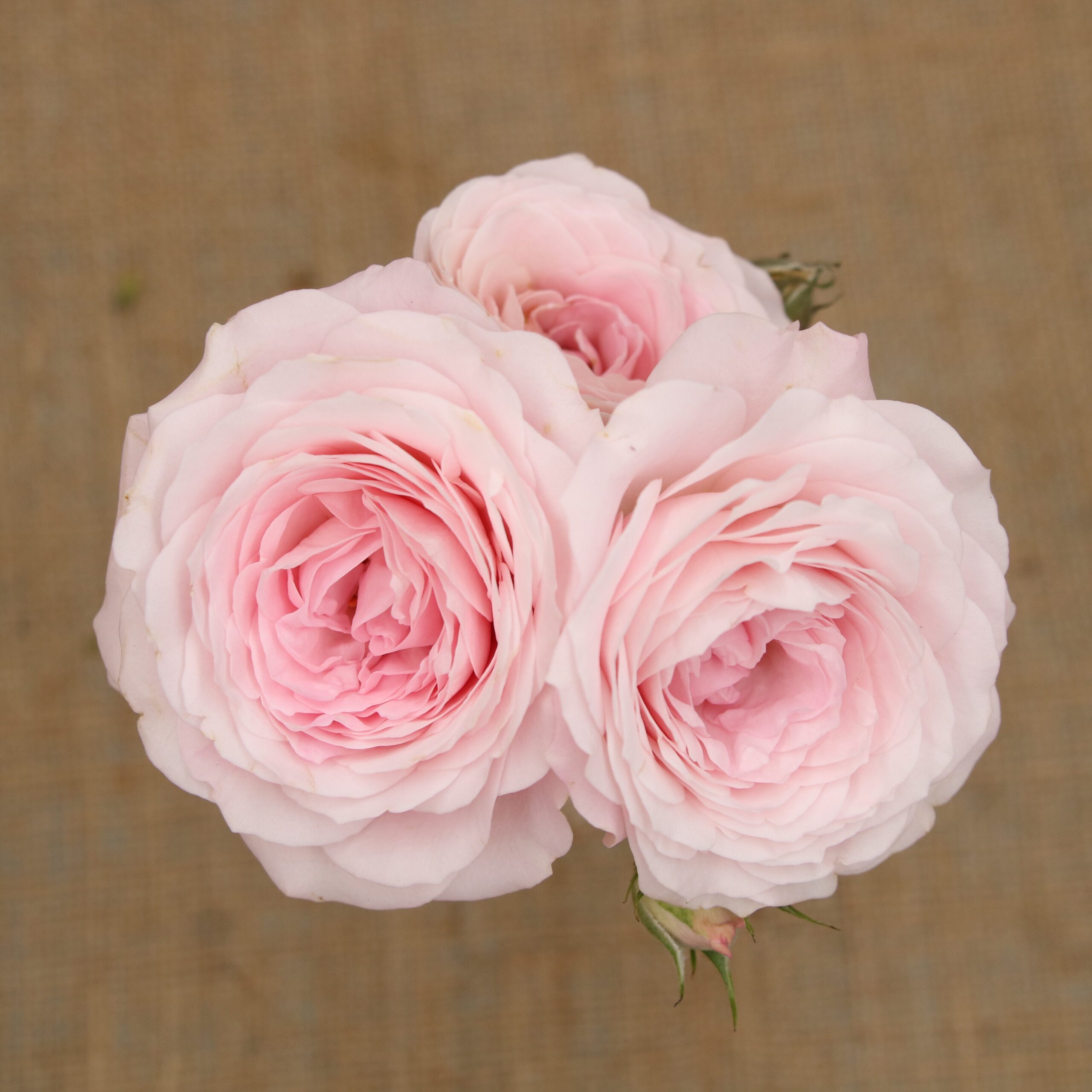 Princess Fairy Kiss Pink – Tambuzi Roses