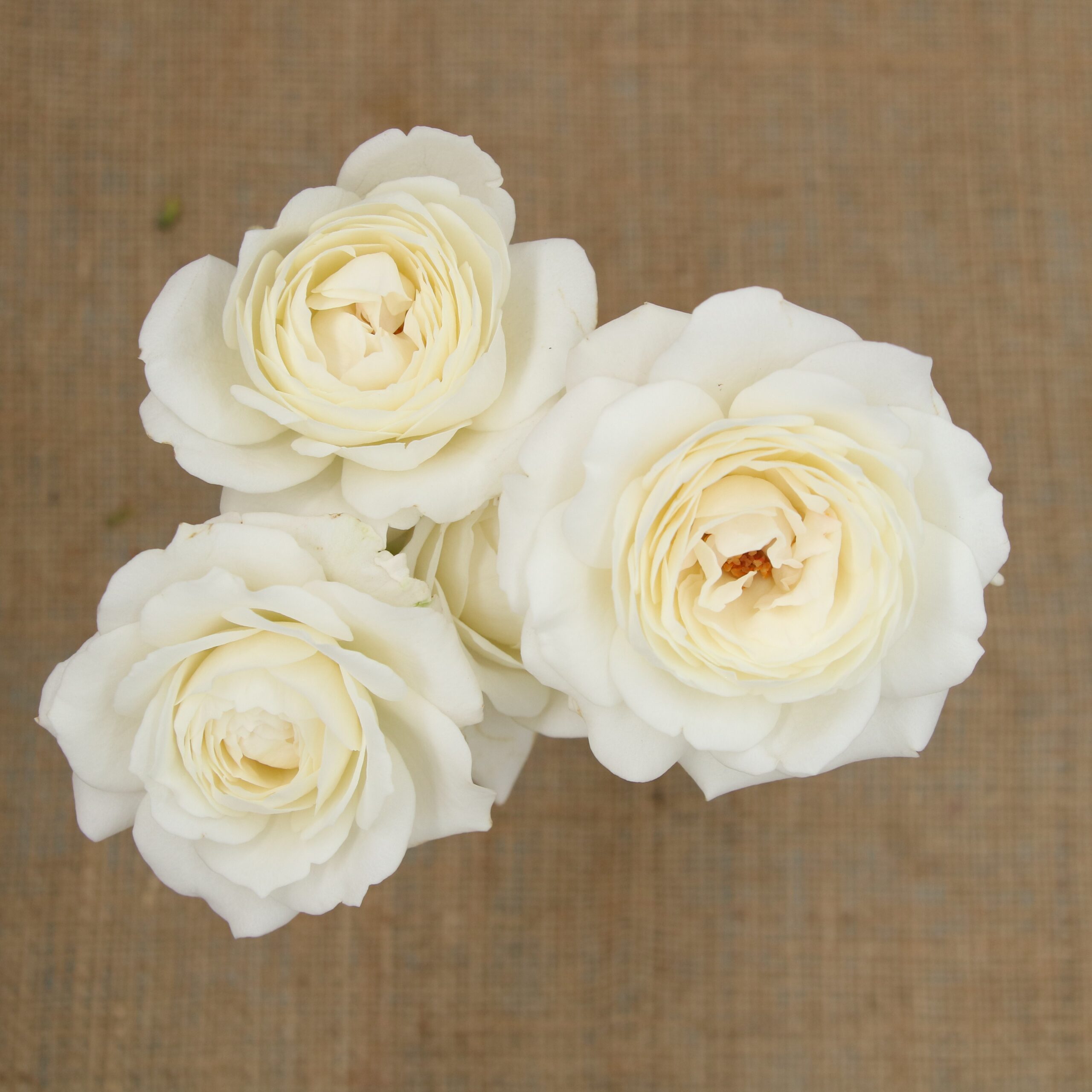 Princess Fairy Kiss White – Tambuzi Roses